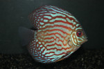 Discus Royal Blue